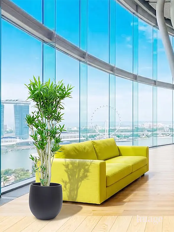 ソングオブジャマイカ葉っぱ枝も入った画像