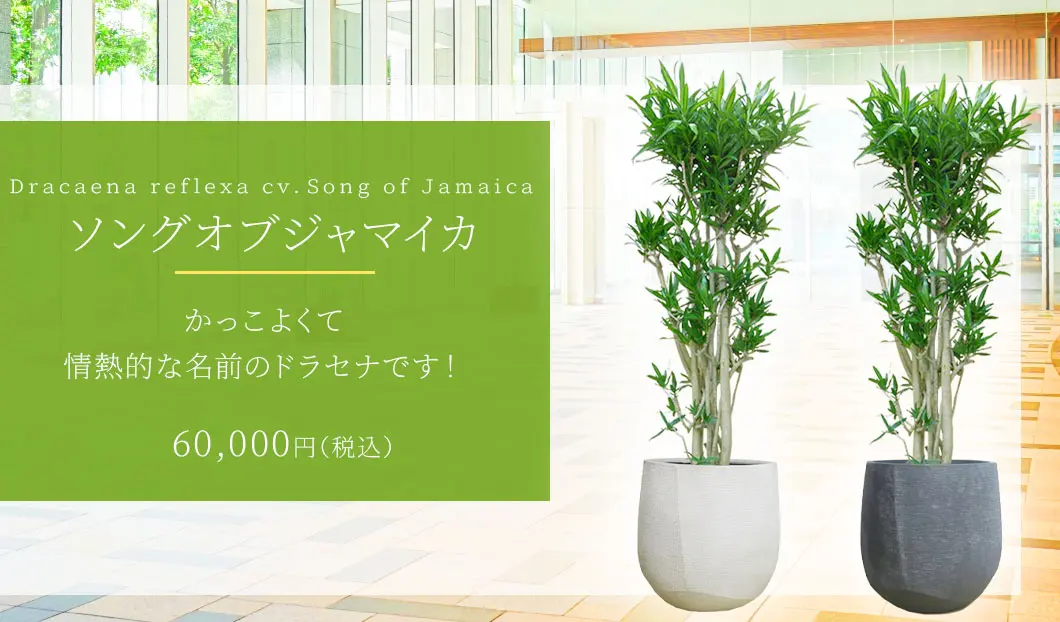 ソングオブジャマイカ 観葉植物 60,000円(税込)