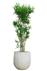 ソングオブジャマイカ全体画像