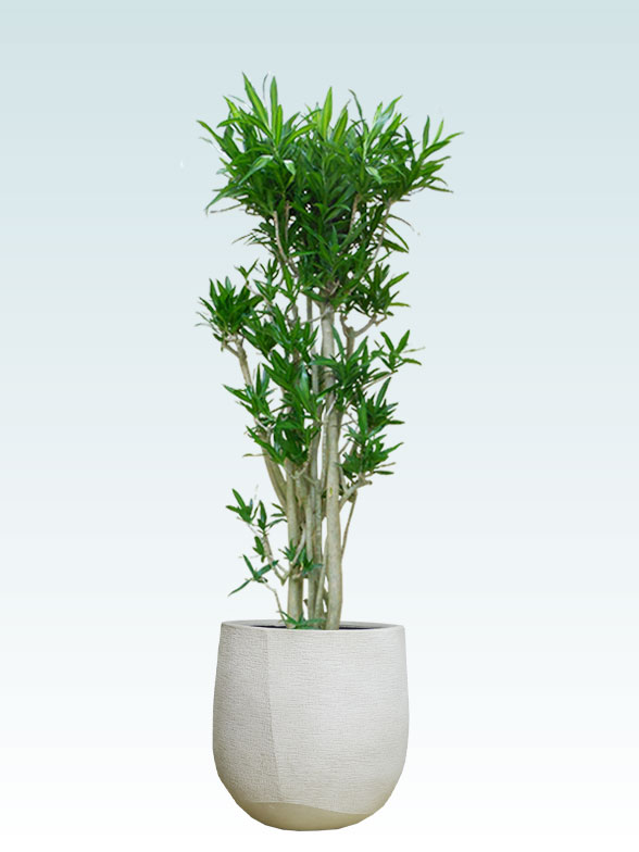 ソングオブジャマイカ拡大横から画像