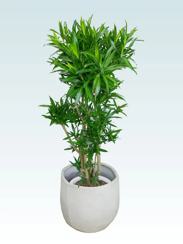 ソングオブジャマイカ葉っぱ枝も入った画像