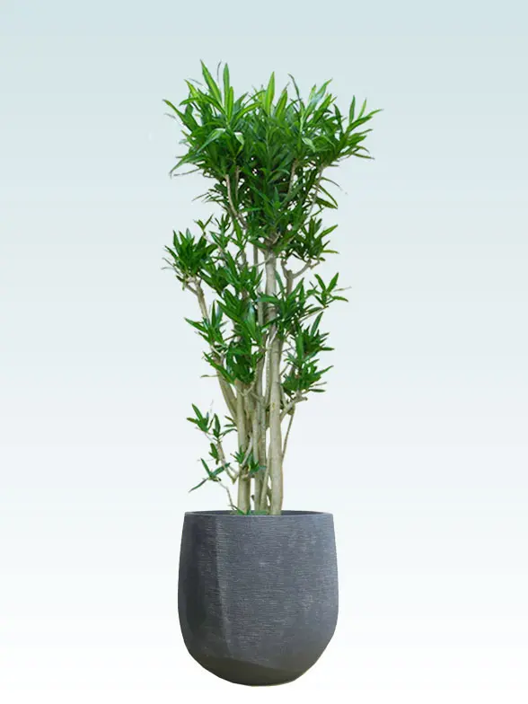 ソングオブジャマイカ葉っぱ枝も入った画像