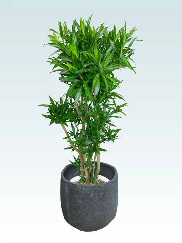 ソングオブジャマイカ葉っぱ枝も入った画像