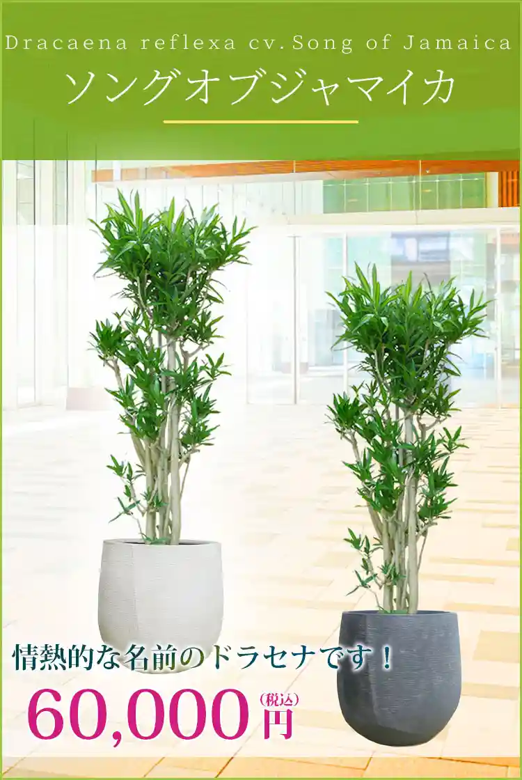 ソングオブジャマイカ 観葉植物 60,000円(税込)