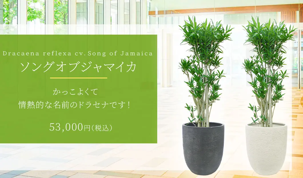 ソングオブジャマイカ 観葉植物 53,000円(税込)