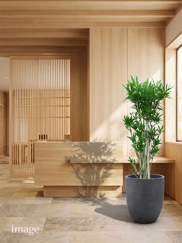 ソングオブジャマイカ葉っぱ拡大画像