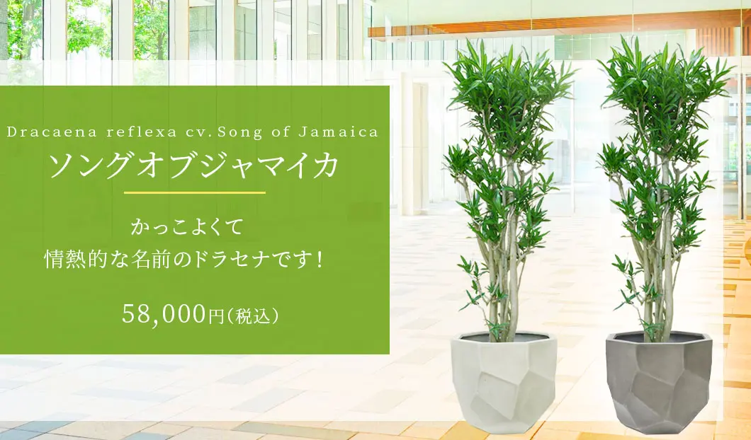 ソングオブジャマイカ 観葉植物 58,000円(税込)