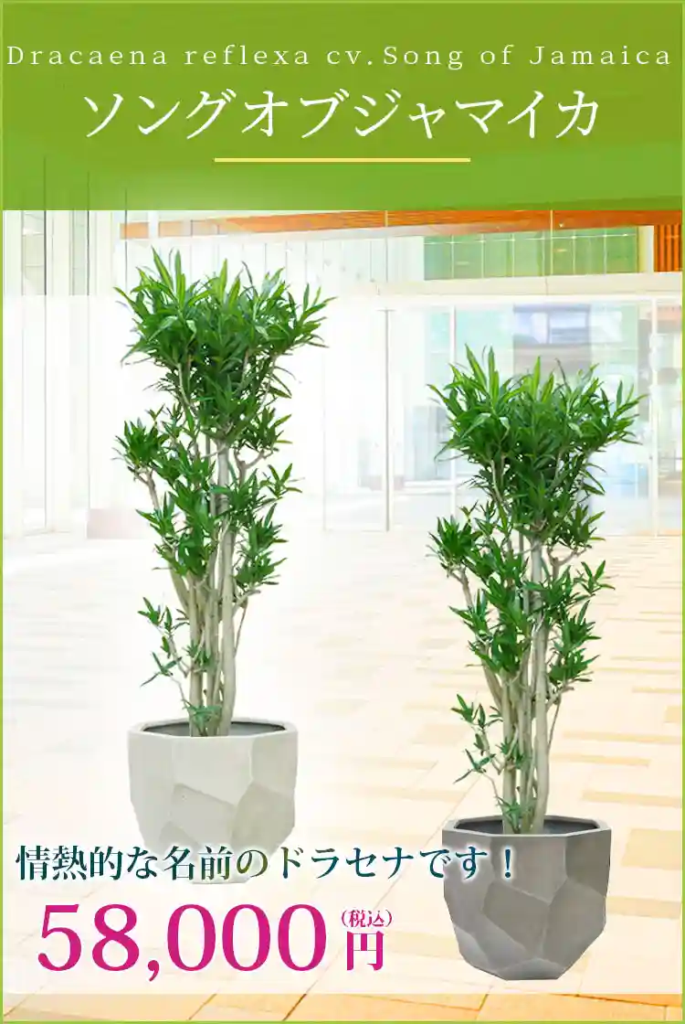 ソングオブジャマイカ 観葉植物 58,000円(税込)
