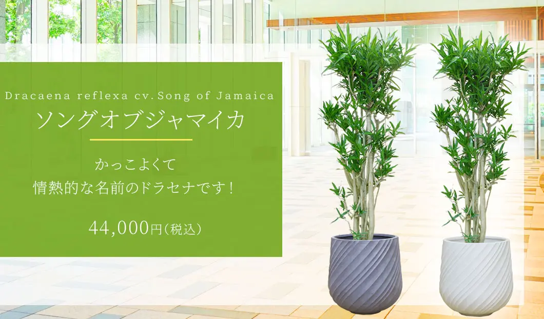 ソングオブジャマイカ 観葉植物 44,000円(税込)