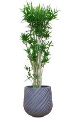 ソングオブジャマイカ全体画像