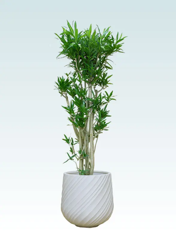 ソングオブジャマイカ葉っぱ枝も入った画像