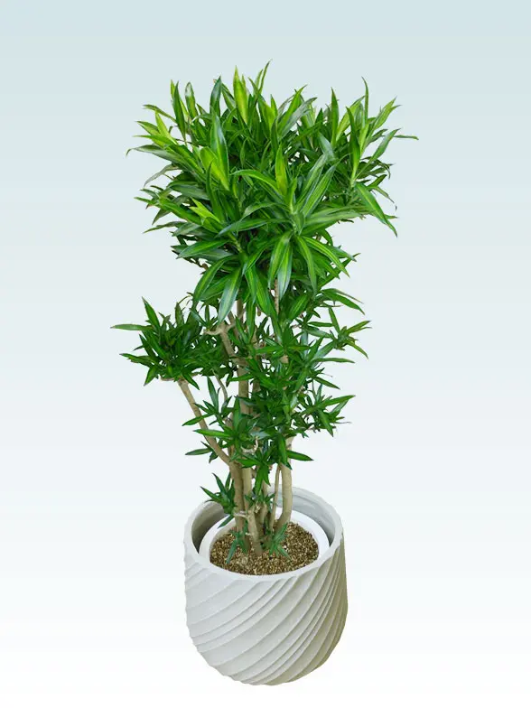 ソングオブジャマイカ葉っぱ枝も入った画像