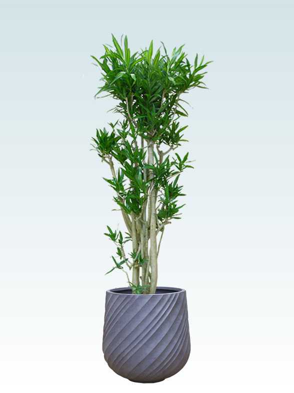 ソングオブジャマイカ拡大横から画像