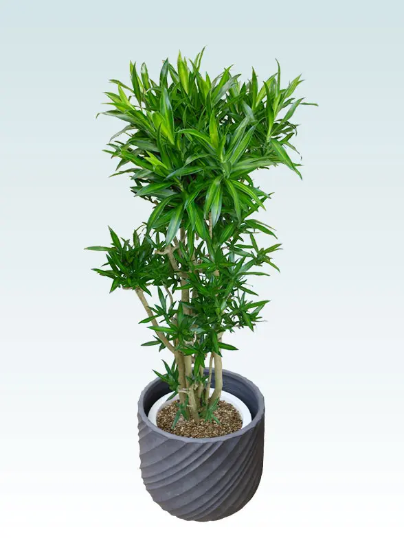 ソングオブジャマイカ葉っぱ枝も入った画像