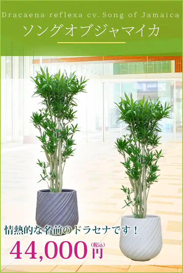 ソングオブジャマイカ 観葉植物 44,000円(税込)