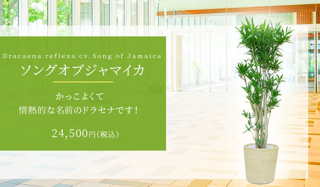 ソングオブジャマイカ 観葉植物 23,500円(税込)