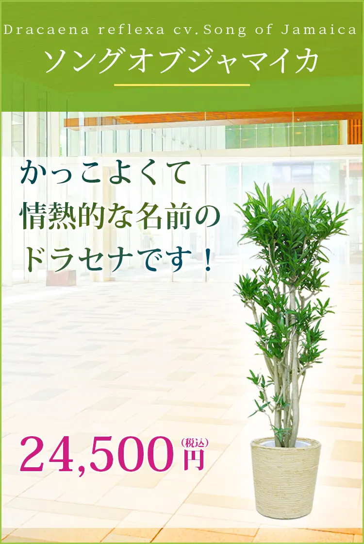ソングオブジャマイカ 観葉植物 23,500円(税込)