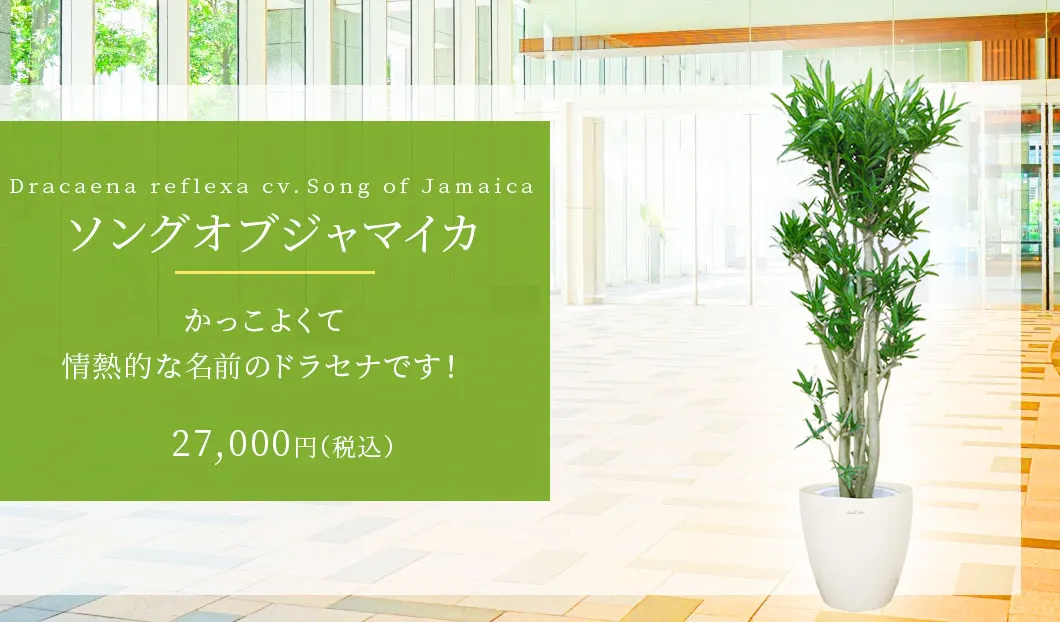 ソングオブジャマイカ 観葉植物 27,000円(税込)