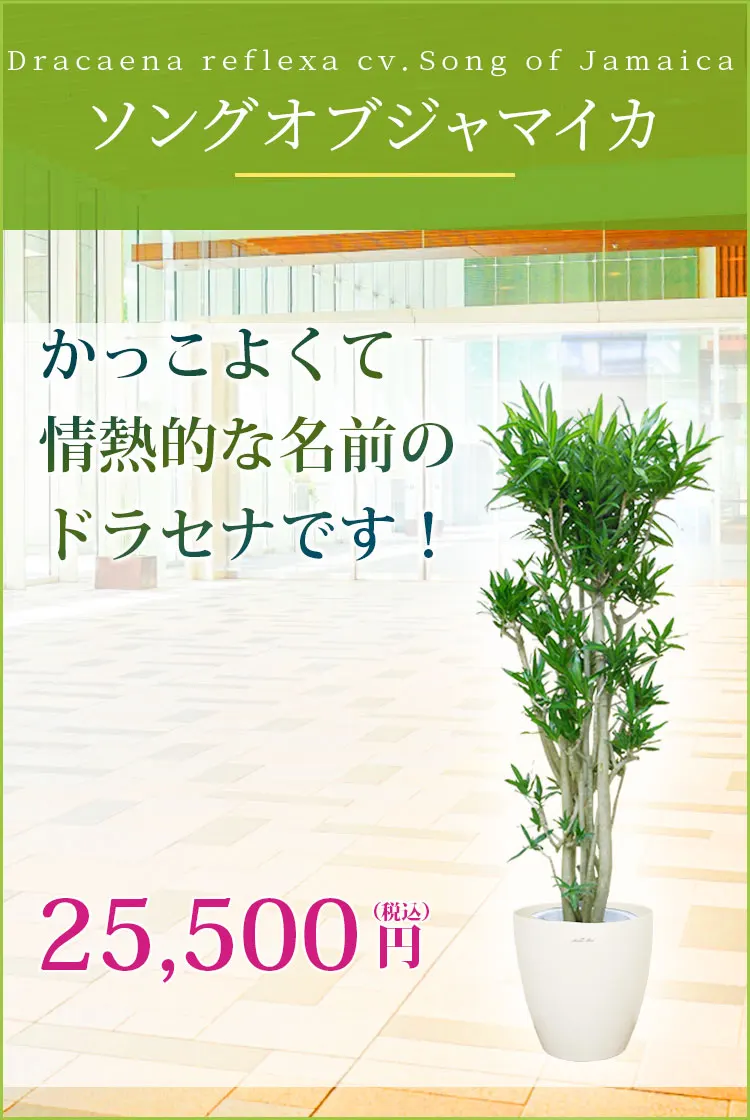 ソングオブジャマイカ 観葉植物 24,500円(税込)