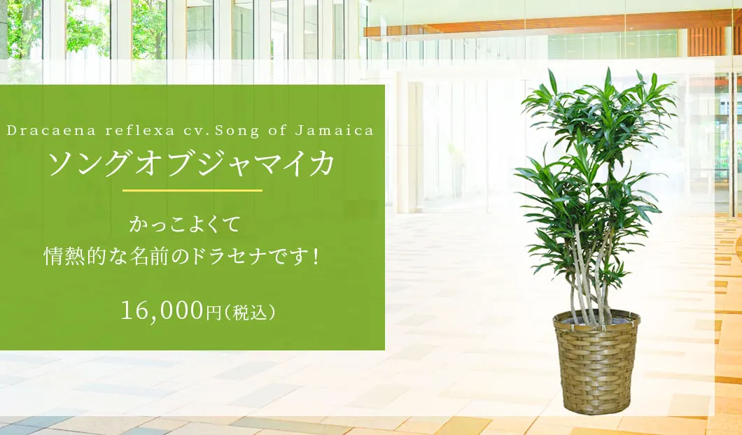 ソングオブジャマイカ 観葉植物 14,800円(税込)