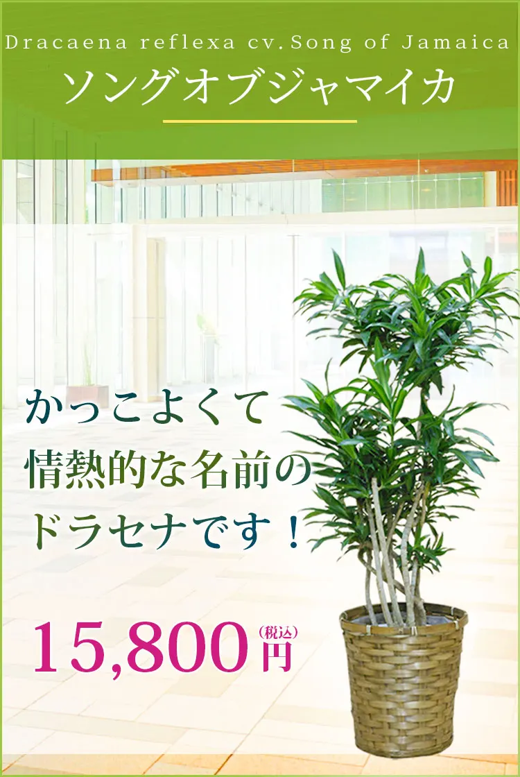 ソングオブジャマイカ 観葉植物 14,800円(税込)
