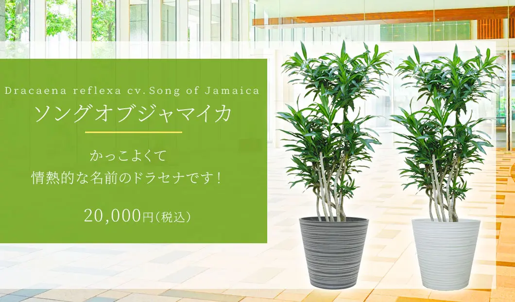 ソングオブジャマイカ 観葉植物 20,000円(税込)