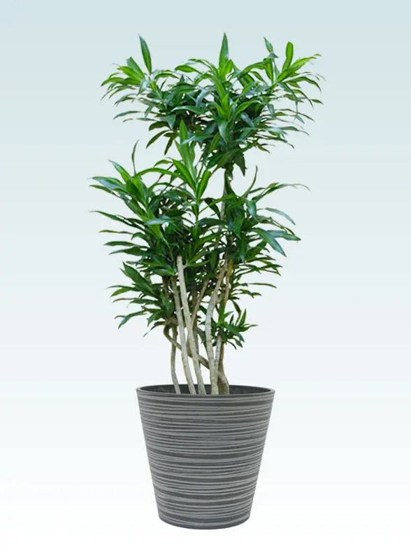 ソングオブジャマイカ葉っぱ拡大画像