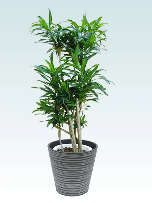 ソングオブジャマイカ斜め上から全体画像