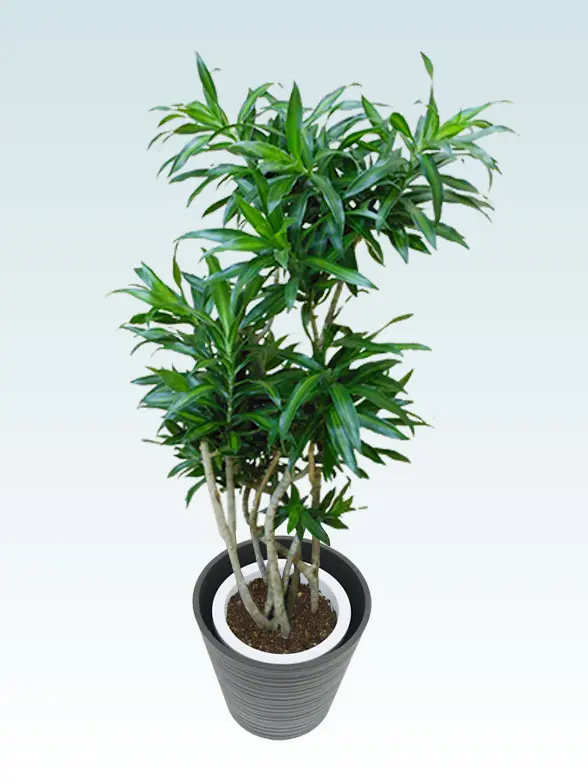 ソングオブジャマイカ葉っぱ拡大画像