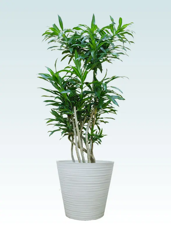 ソングオブジャマイカ葉っぱ枝も入った画像