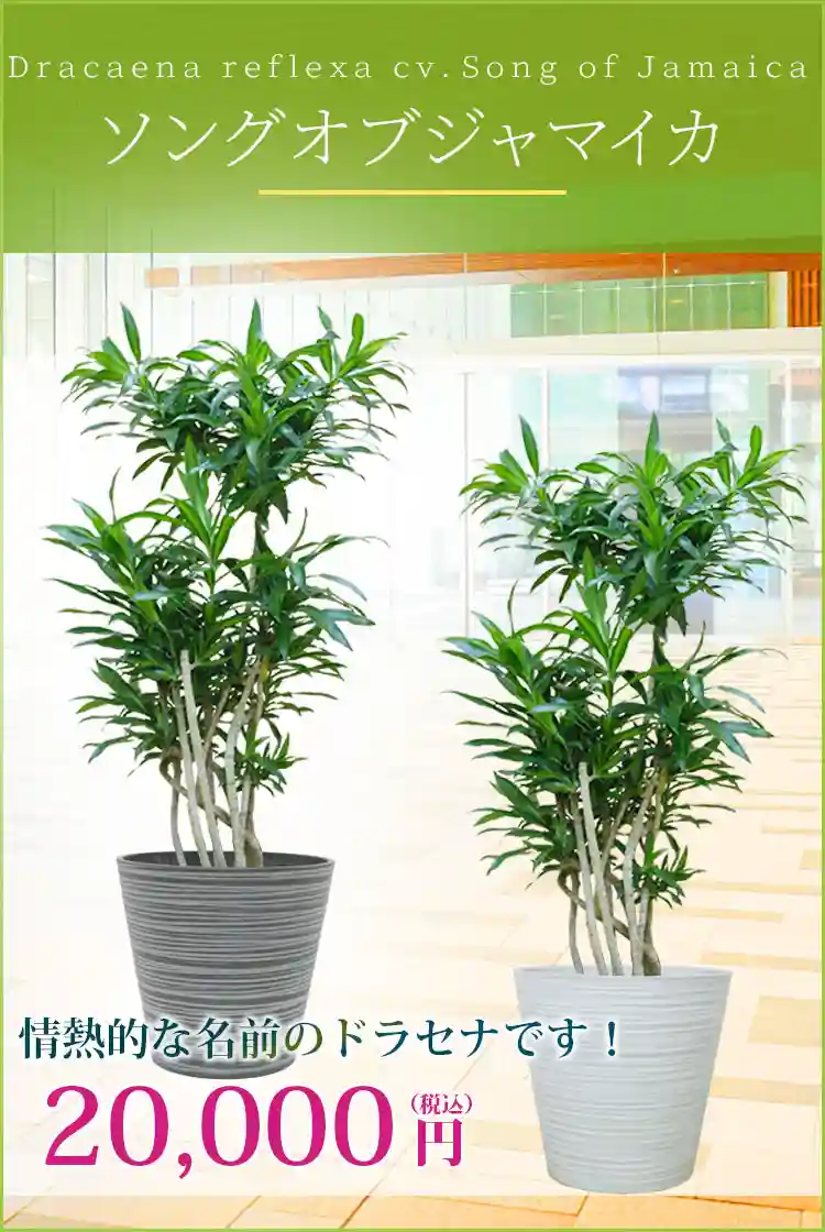 ソングオブジャマイカ 観葉植物 20,000円(税込)