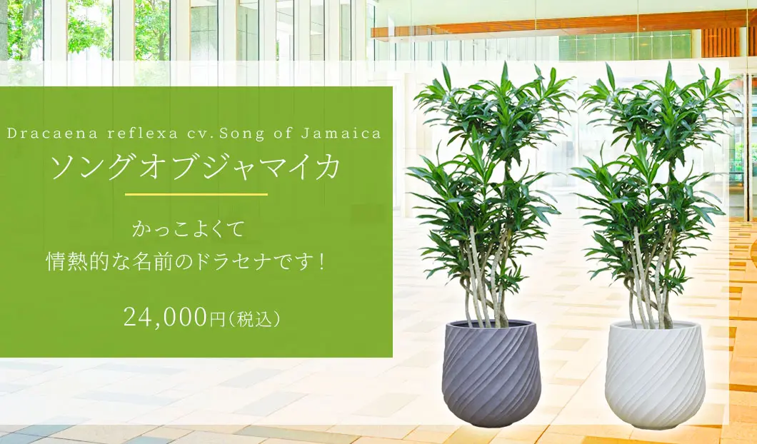 ソングオブジャマイカ 観葉植物 24,000円(税込)