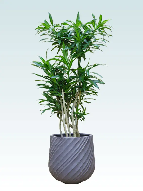 ソングオブジャマイカ Mサイズ スパイラル型、グラスファイバー製鉢カバー付