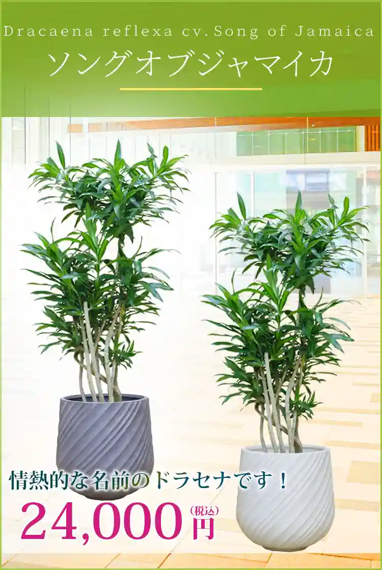 ソングオブジャマイカ 観葉植物 24,000円(税込)