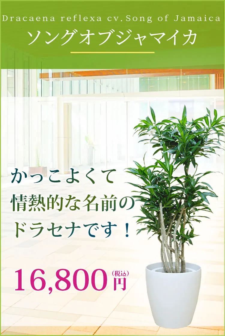 ソングオブジャマイカ 観葉植物 15,800円(税込)