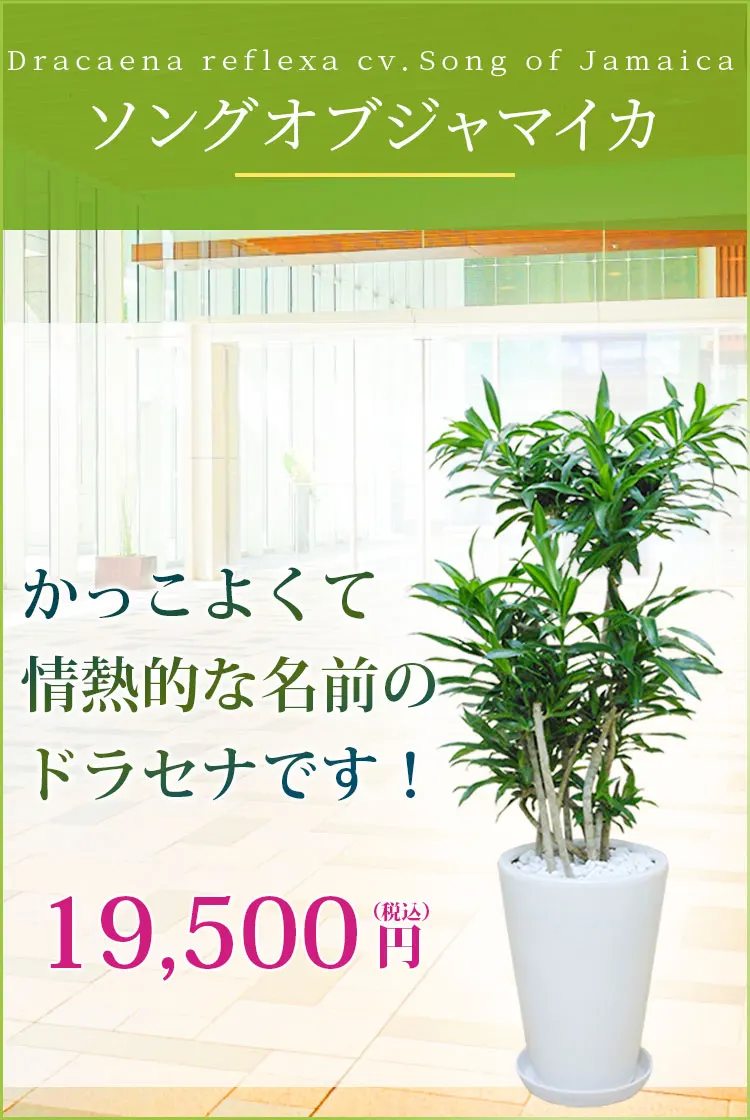 ソングオブジャマイカ 観葉植物 18,500円(税込)