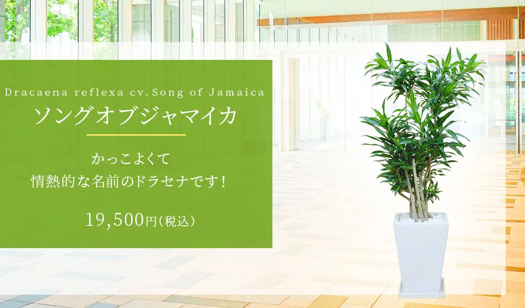 ソングオブジャマイカ 陶器鉢植込み スクエアタイプ白色 観葉植物の販売 通販の観葉植物のオアシス