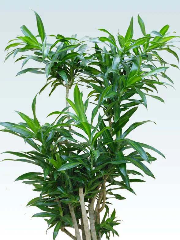ソングオブジャマイカ 陶器鉢植込み スクエアタイプ白色 観葉植物の販売 通販の観葉植物のオアシス
