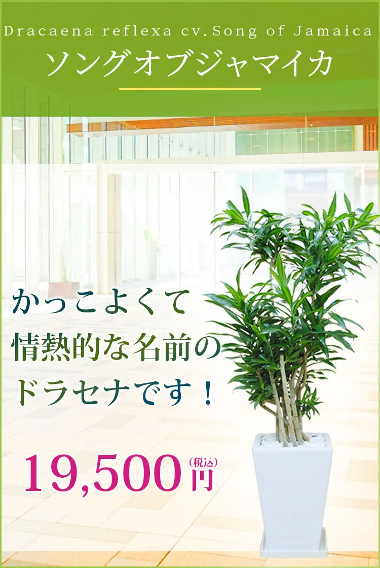 ソングオブジャマイカ 観葉植物 18,500円(税込)