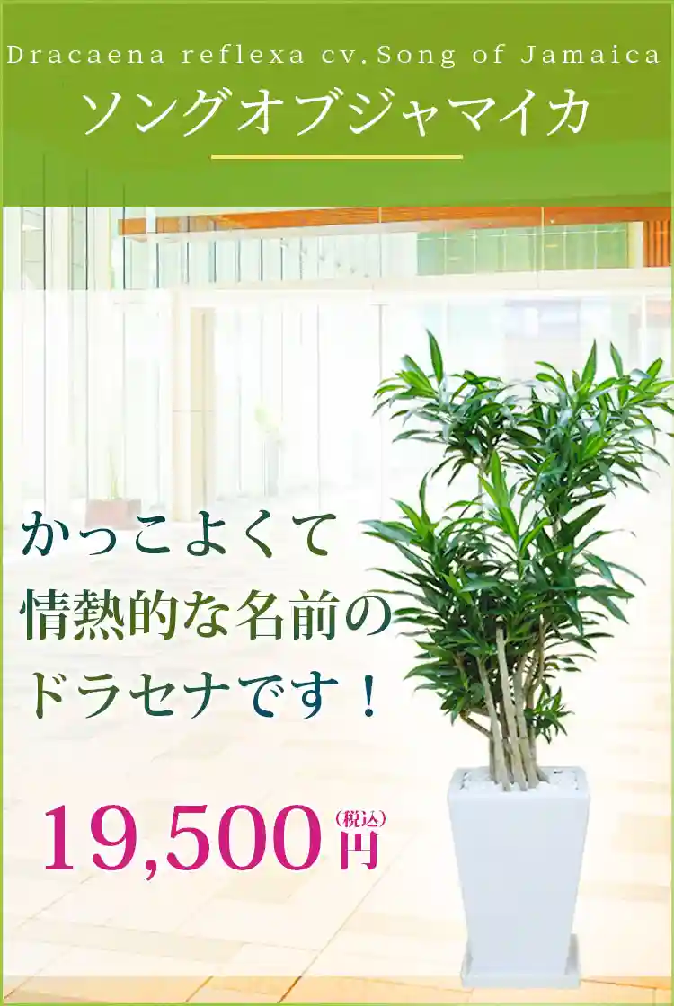 ソングオブジャマイカ 観葉植物 18,500円(税込)