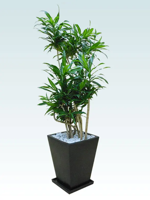 ソングオブジャマイカ 陶器鉢植込み スクエアタイプ黒色 観葉植物の販売 通販の観葉植物のオアシス