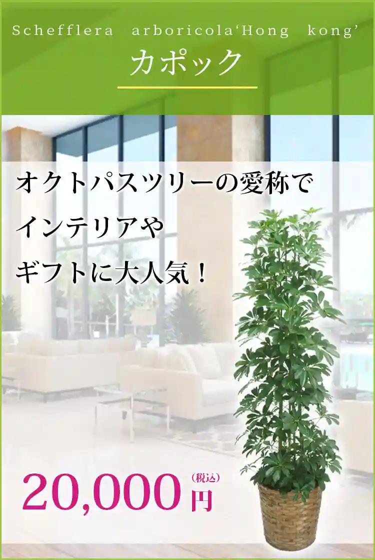 カポック 観葉植物 20,000円(税込)