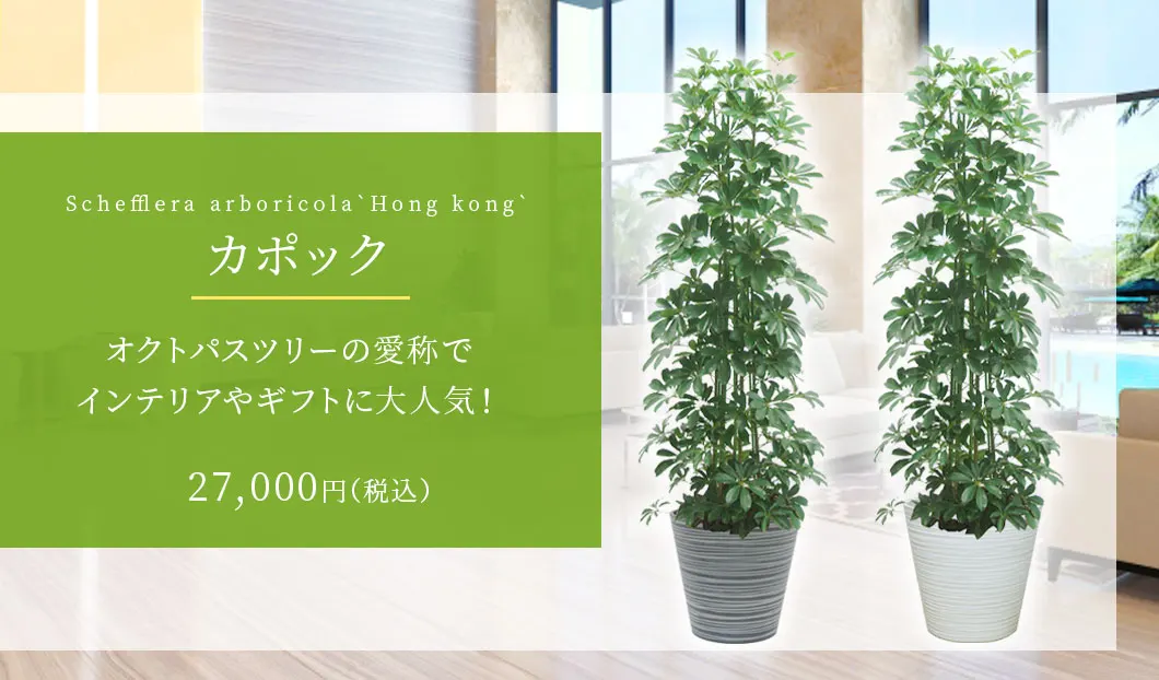 かまぼこさん専用。トックリヤシ。観葉植物。鉢ごと無料で発送致します。 楽天市場】シェフレラ ホンコンカポック 8号鉢サイズ 黒色