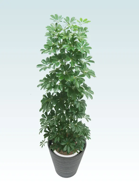かまぼこさん専用。トックリヤシ。観葉植物。鉢ごと無料で発送致します。 カポック(エコフレンドリーポット付) Lサイズ/観葉植物の販売
