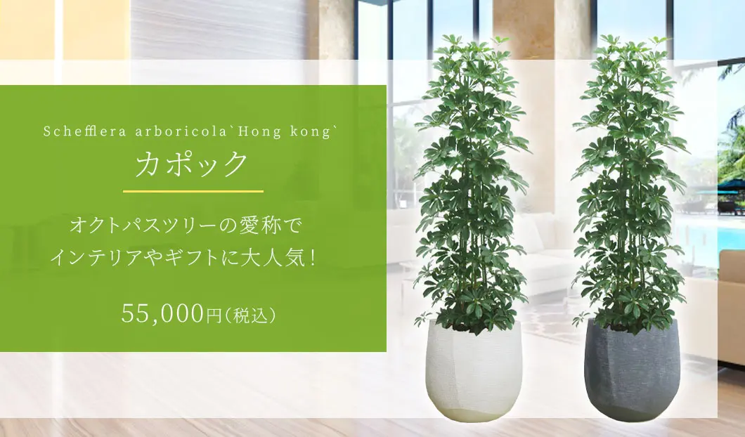 カポック 観葉植物 55,000円(税込)
