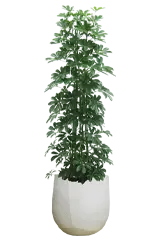 カポック全体画像