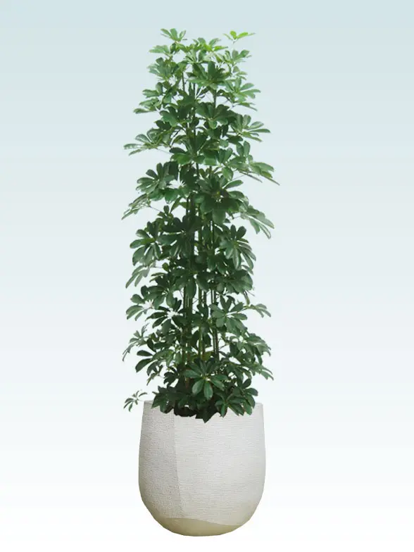 カポック拡大横から画像