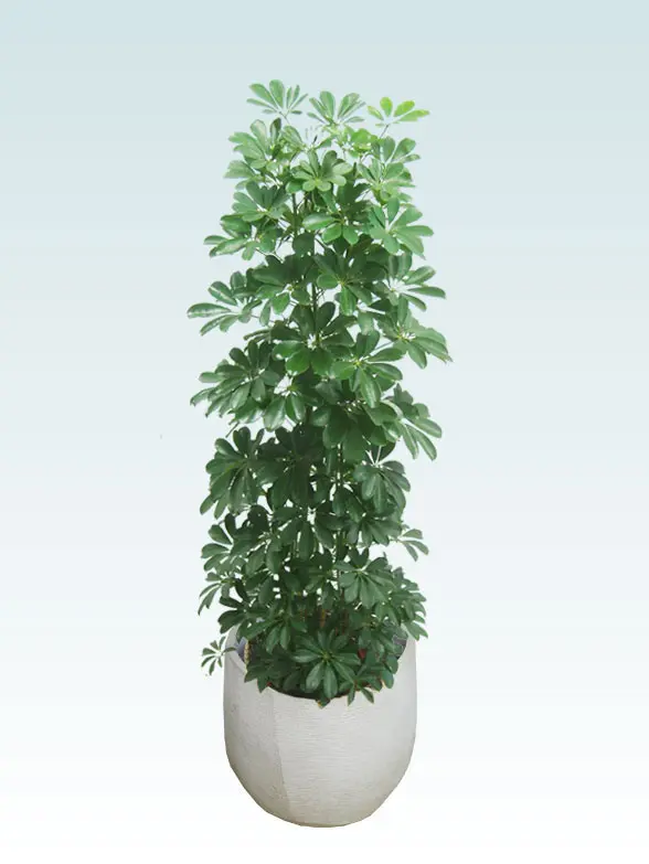 カポック葉っぱ拡大画像