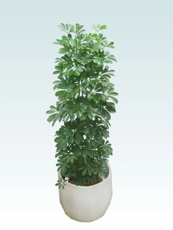 カポック葉っぱ拡大画像