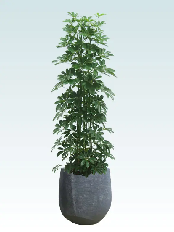 カポック葉っぱ枝も入った画像